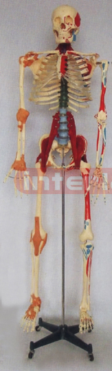 168 CM TALL MULTI-FUNCTION DEMONSTRATING, HUMAN SKELETAL TORSO MODEL